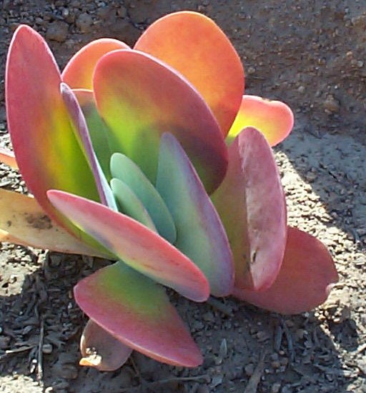 Kalanchoe luciae